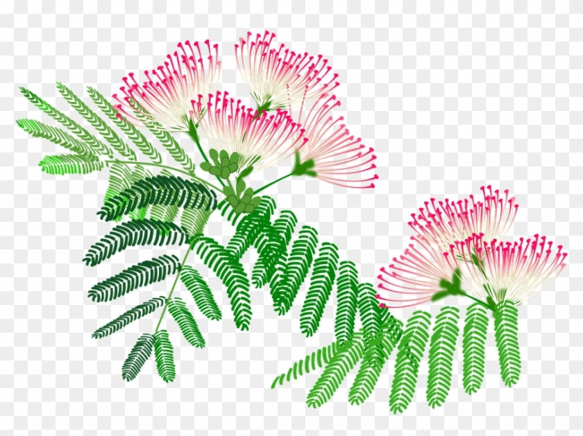 Albizzia Julibrissin, Flowers, Pink, Plant - Albizia Flower Art #700403