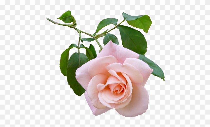 Rose - Floreros Con Rosas Y Flores Blingee #700595