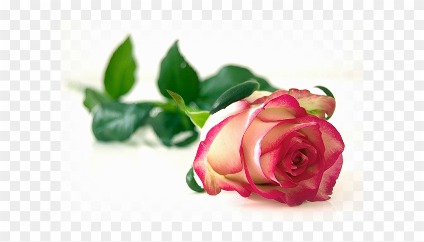 Rose Pixabay - Taylor Of Old Bond Street 150g Rose Shaving Cream Bowl #700622