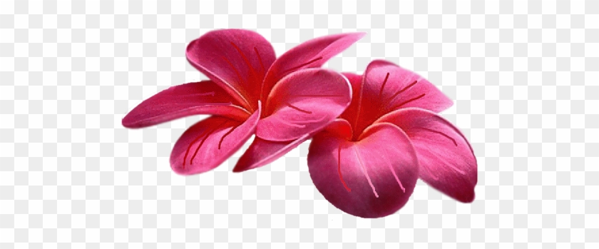 Plumeria Çiçeği Png Resimleri, Png Çiçek Görselleri, - 5 Petal Flowers Gifs #700806