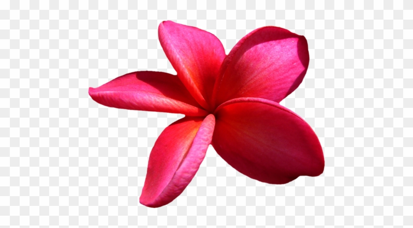 Plumeria Çiçeği Png Resimleri, Png Çiçek Görselleri, - Pink Frangipani Png Hd #700808
