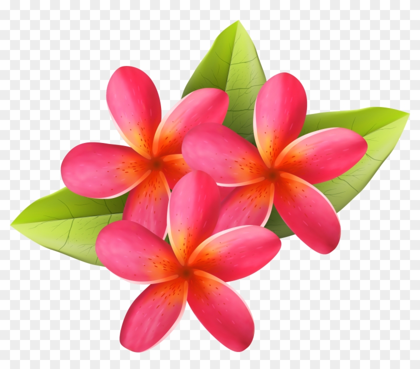 Plumeria2 - Frangipani #700811