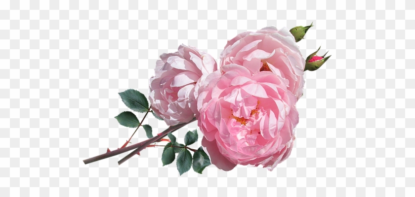 David Auston Roses Png #701224
