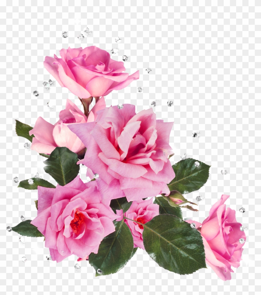 Pink Roses Flower Garden Roses Stock Photography Clip - Цветы На Прозрачном Фоне В Углу #701236