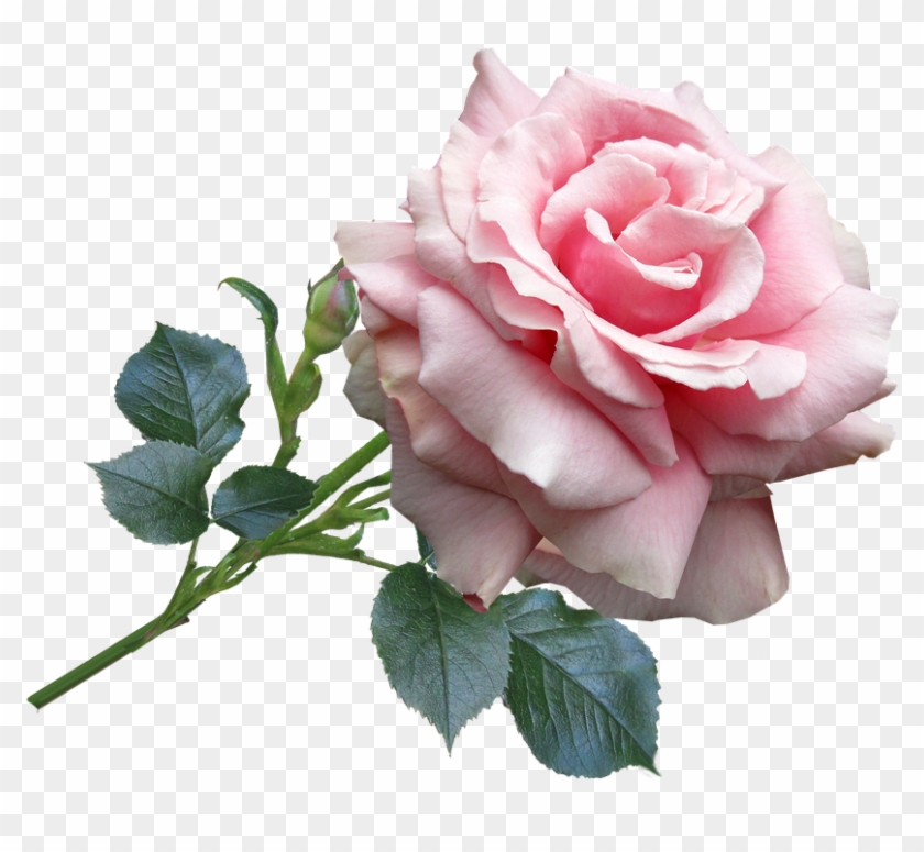 Rose, Pink, Garden, Flower - Rose Pink #701250