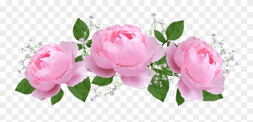 Flower, Floral, Rose, Flora, Petal - Rose De Saint Valentin #701263