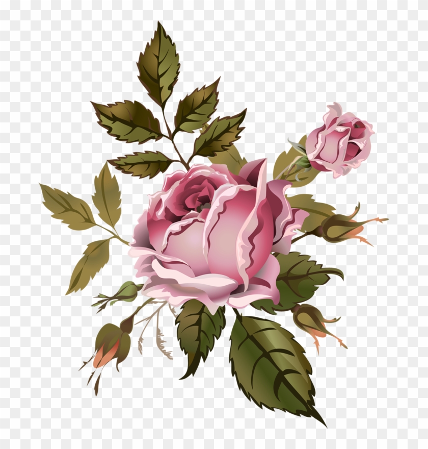 Garden Roses Cabbage Rose Floral Design Flower Drawing - Rose #701267