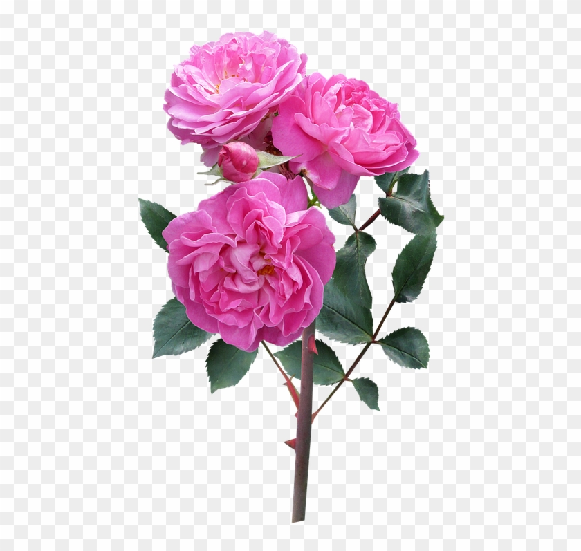 Rose, Flower, Stem Deep Pink Blooms - Flowers Rose Plant Png #701274