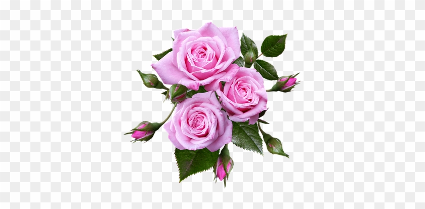 Roses, Miniature, Flowers, Romantic - Flower Roses #701283
