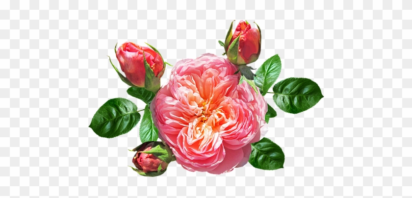 Rose, David Austin, Summer, Bloom - Rose #701289