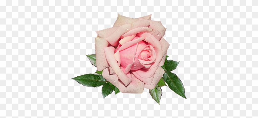 Pink, Rose, Garden - Pink Rose #701290