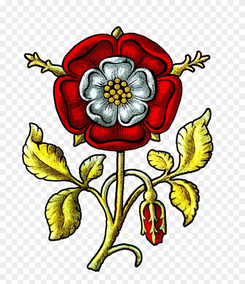 Tudor Rose - Tulipa Humilis #701317