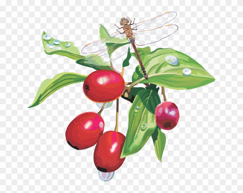 Rose Hips And Animals - Кизил Png #701346