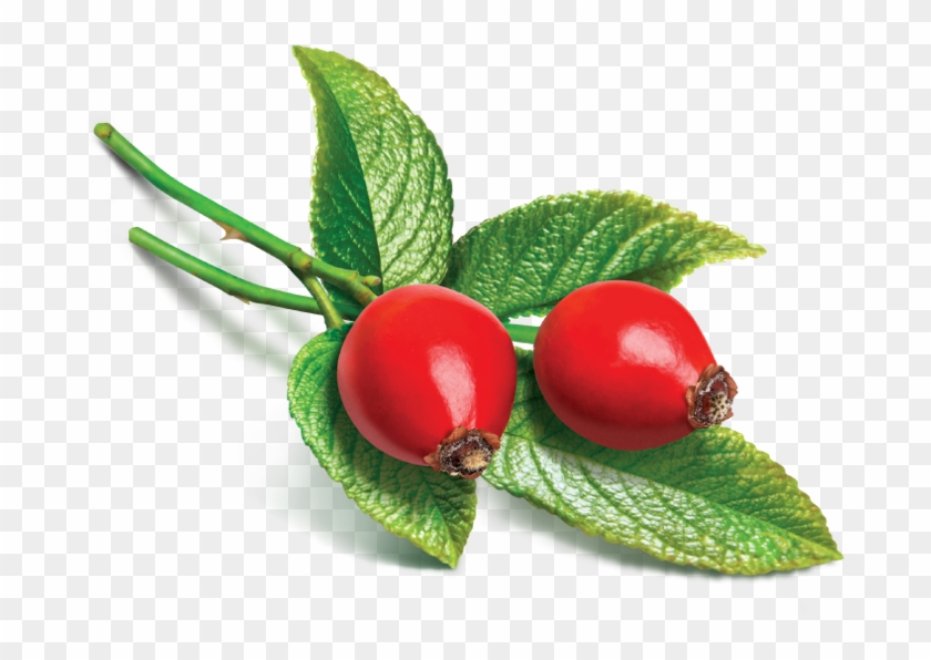 Rose Hip Wikipedia,rose Hip Uses Side Effects Interactions - Avalon Organics Wrinkle Therapy Day Cream With Cq10 #701376