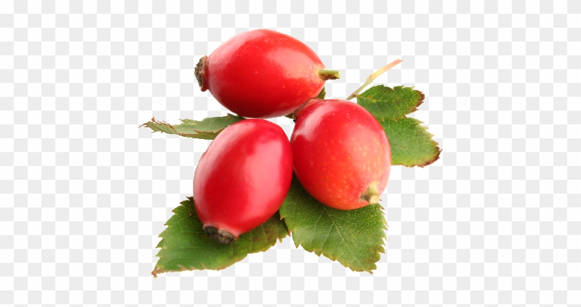 Rose Hip - Rose Hip Oil Png #701379