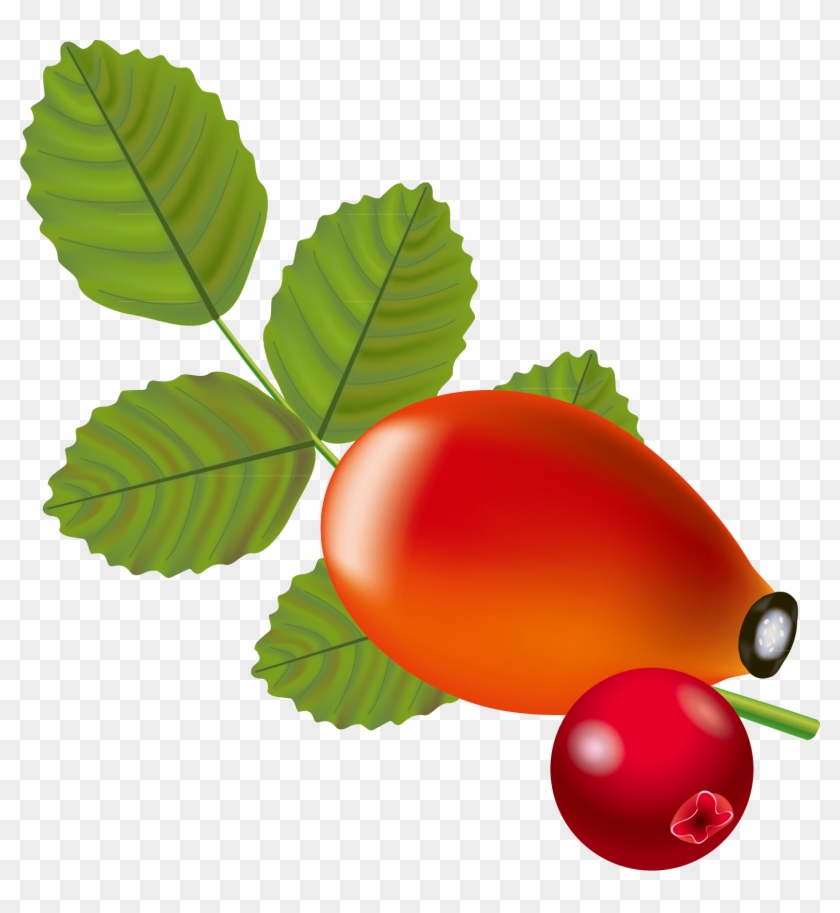 Rose Hip Berry Auglis Clip Art Material Of Avocado - Rose Hip Berry Auglis Clip Art Material Of Avocado #701442