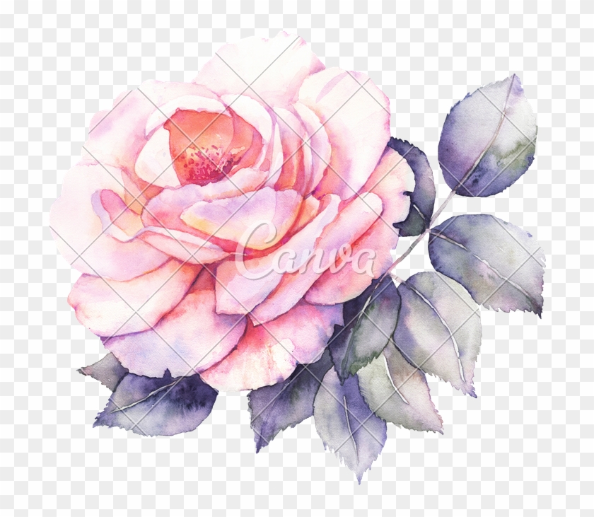Rose Flower Watercolor - Monteil Rose Skin Creme #701424