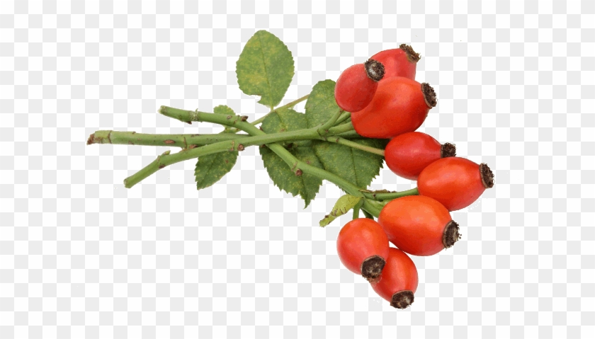 Rose Hip #701447