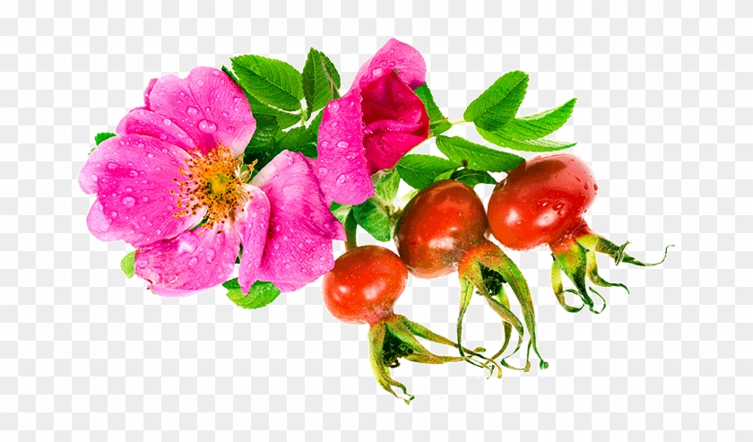 Rosehips And Wild Rose Flower - Rosa Glauca #701451