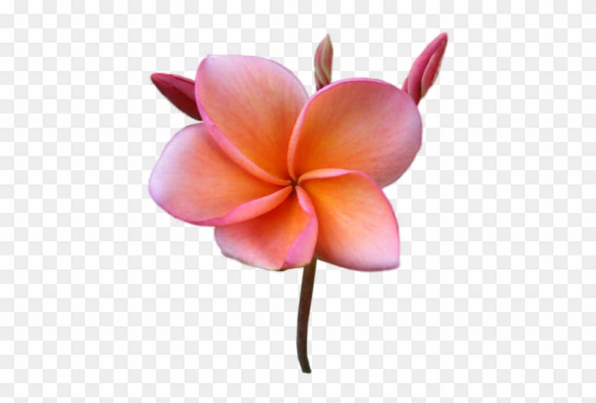 Çok Güzel Plumeria Çiçekleri, Png Çiçek Görselleri, - Sticker #701453