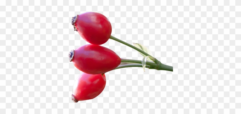 Rosehip - Rose Hip Seed Png #701457