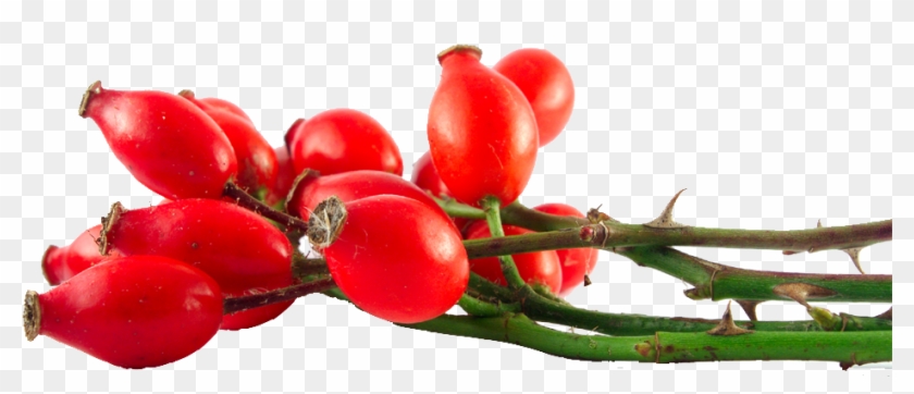 Herb & Hedgerow » For People Who Love & Make Botanical - Benefits Of Rosehip Oil #701459