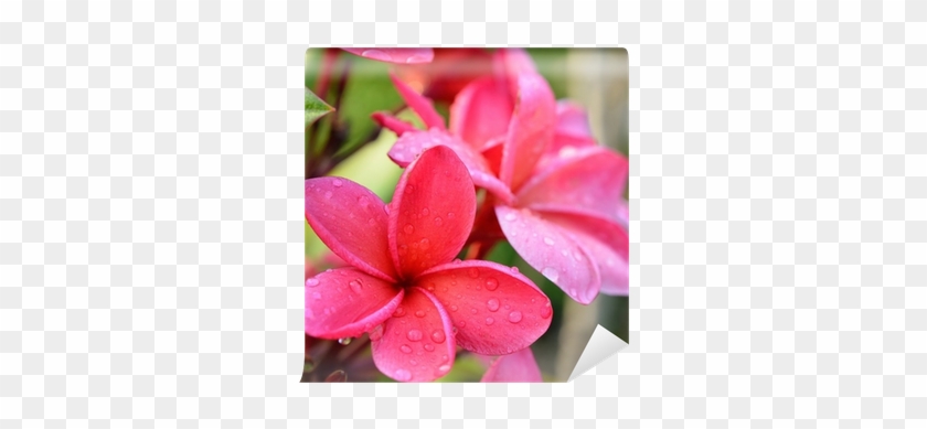 Fototapeta Keře Tropické Květiny, Plumeria Květiny - Candle #701469