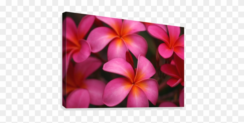Hawaii, Maui, Pink Plumerias - Posterazzi Hawaii Maui Pink Plumerias Posterprint Dpi1991291 #701486