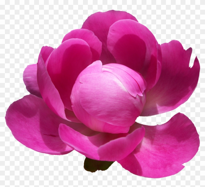 Peonies Png Pic - Peony .png #701504