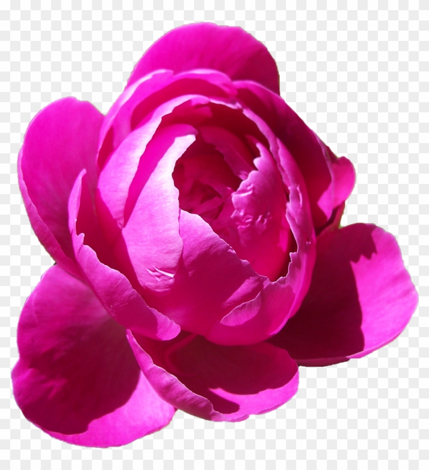 Peonies Png Free Download - Peonies Png #701522