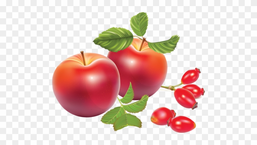 Rose Hips - Apples Vector #701538