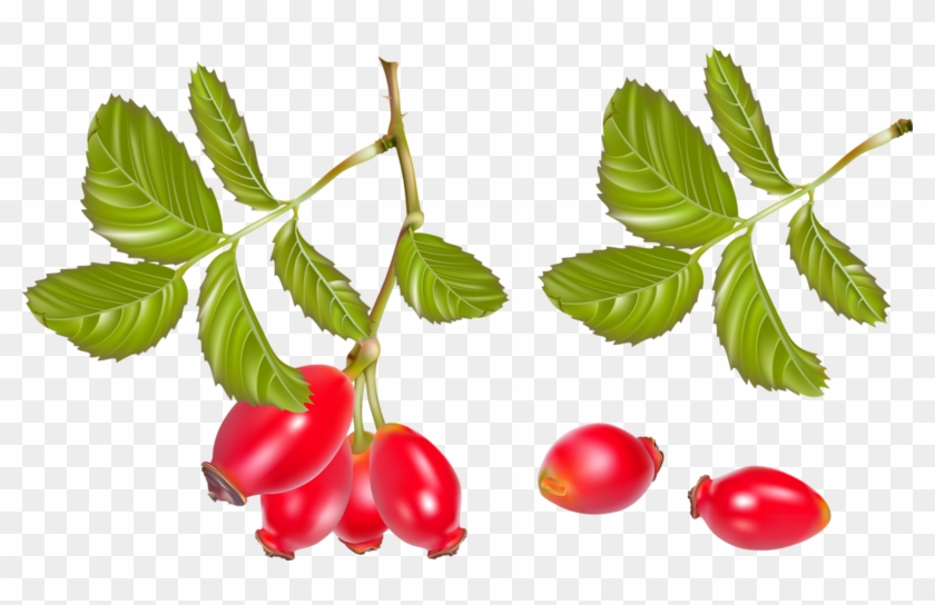 Fruits - Rose Hip Illustration #701543