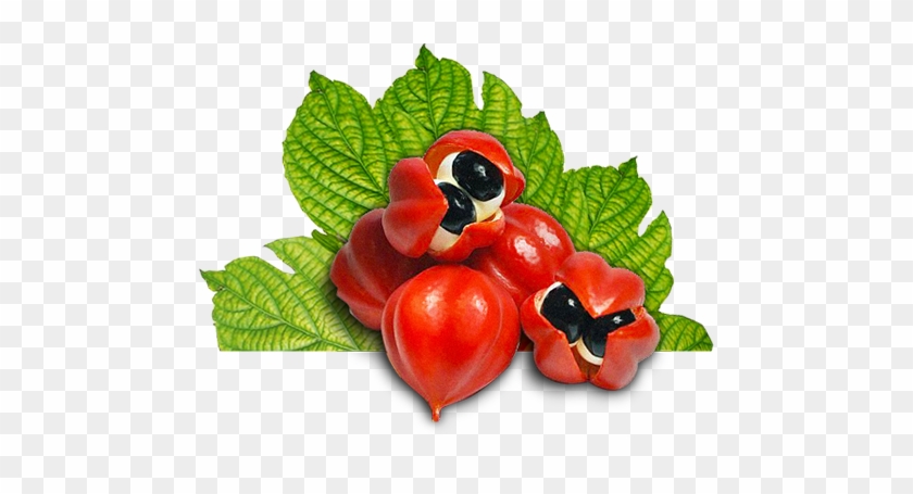 Guarana Seed Extract Is A Great Alternative To Caffeine, - Guarana #701544