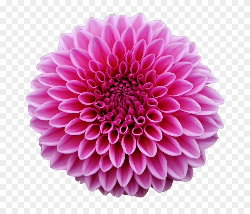 Dahlia Png Pic - Transparent Background Flower Clipart #701546