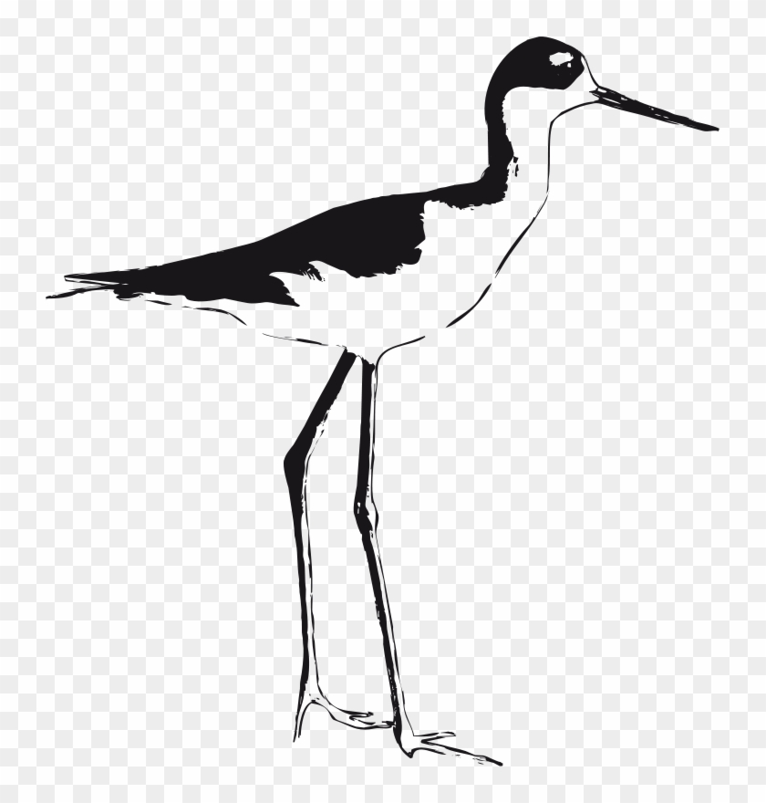 Free Clipart Black Necked Stilt Luchapress - Stilt Birds Illustrations #701562