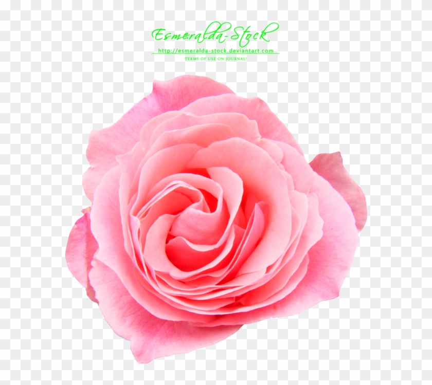 Pink Rose Png Free Download - Pink Rose Flower Png #701571