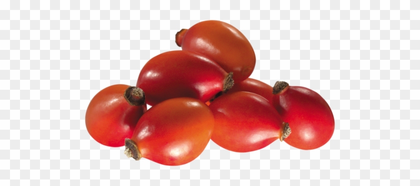 Rose Hips - Rose Hip #701574