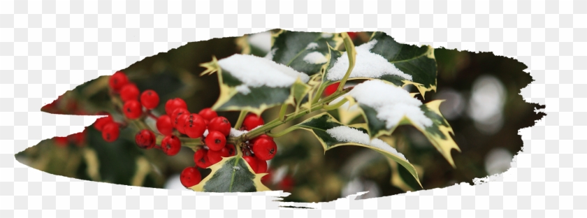 Through The Winter Months - Silver Buffaloberry #701576