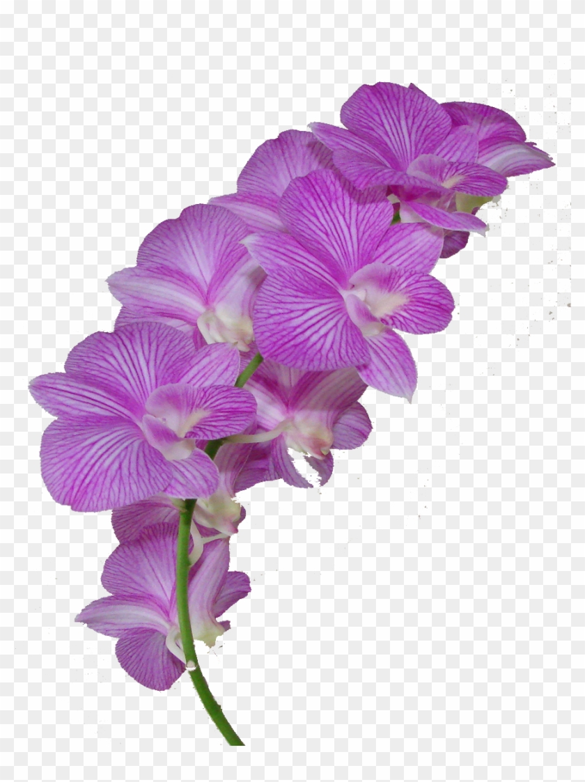 Plumeria Clipart Purple - Dendrobium Orchid Png #701585
