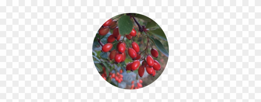 Barberry (baker) - Rose Hip #701587