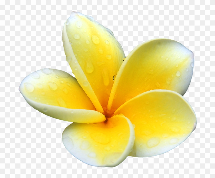 Our Powerful Organic Bio-active Ingredients Are Wild - Flower Plumeria Yellow Png #701592