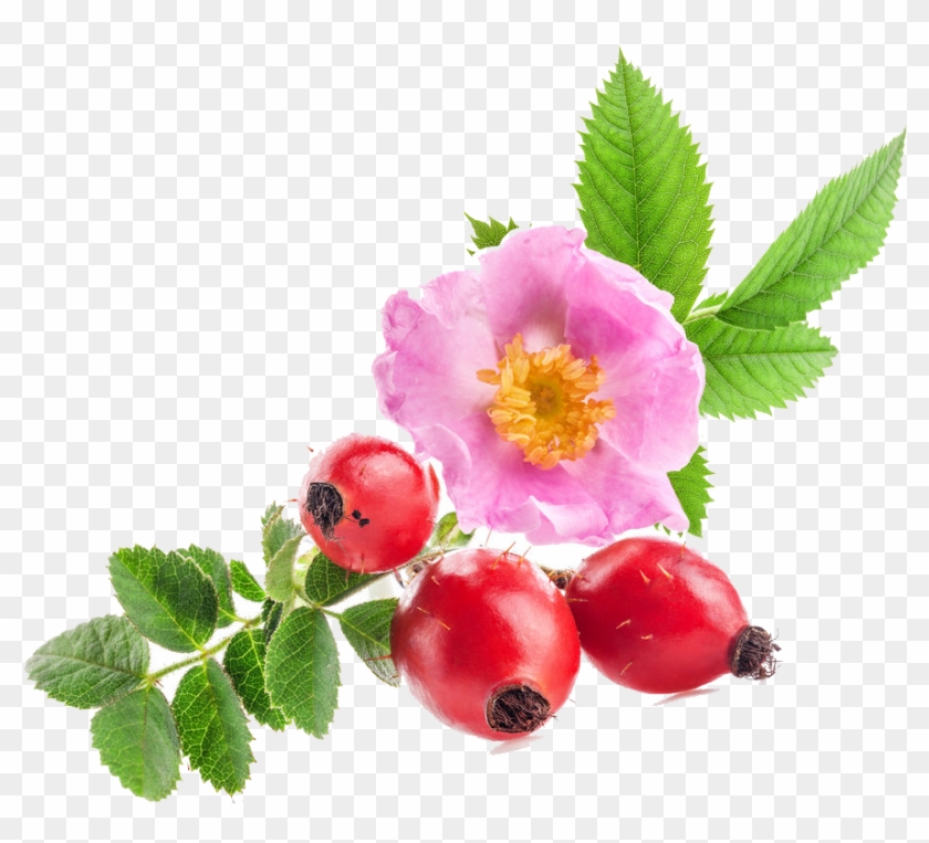 La Rosa Mosqueta, Originaria Del Cile, Fiorisce Tra - Herbs Good Night Organic Herbal Tea 20 Sachets #701602