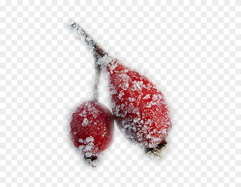 Rose Hips In Winter - Black Cherry #701626