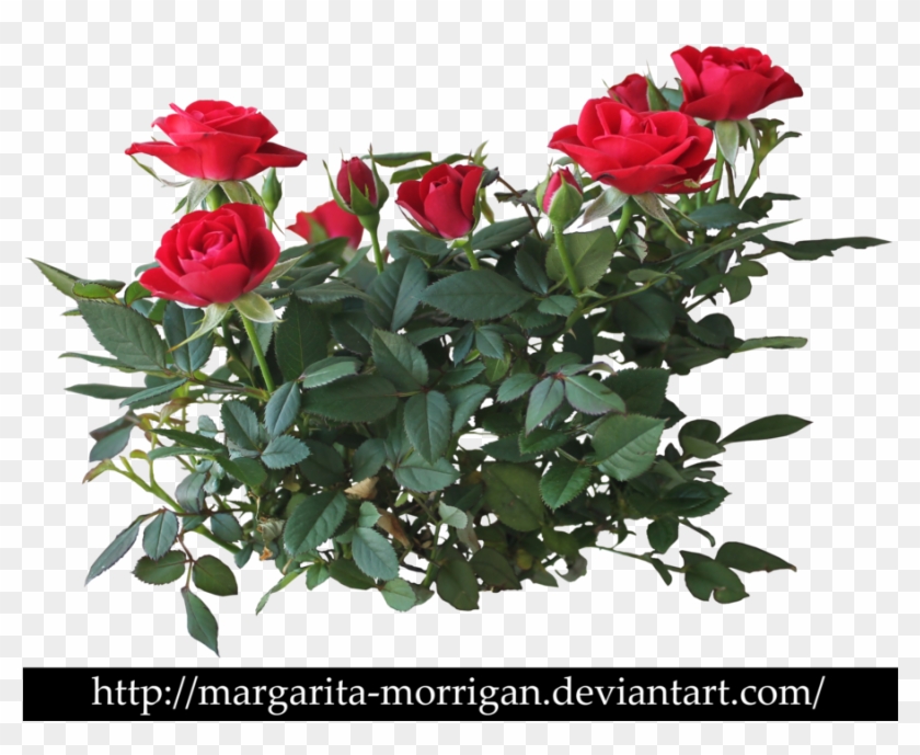 Rose Bush Clipart Transparent - Shrub Roses Png #701627