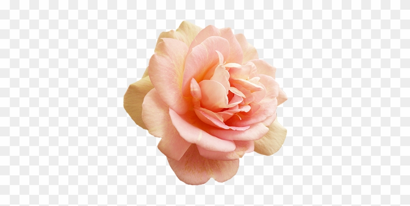 Valentine's Day Pink Rose - Rose #701638