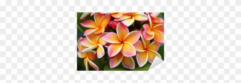 Frangipani Plumeria Flower Sticker Pixers We Live To - Openlayers 3: Beginner's Guide #701681