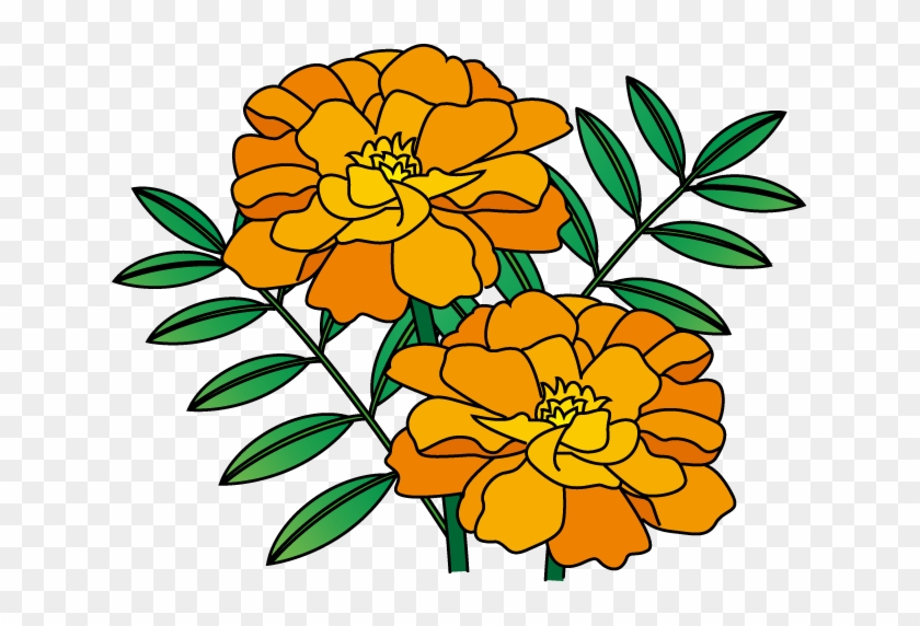 夏の花2 19 マリーゴールドイラスト - マリー ゴールド イラスト - Free Transparent PNG Clipart