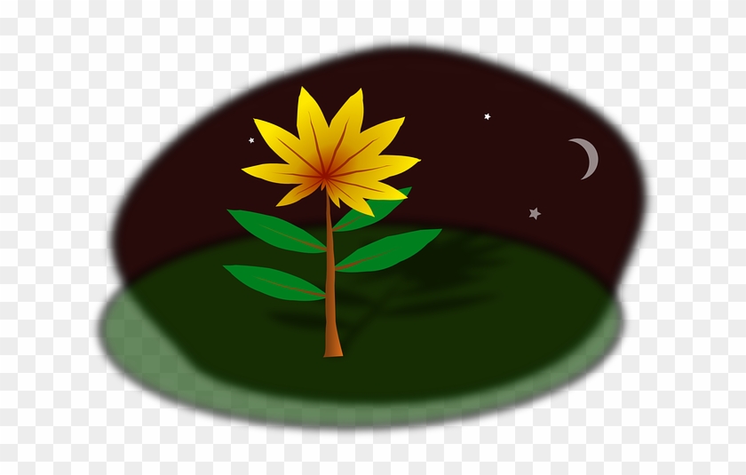 Night Plant, Nature, Flower, Night - Clip Art #702014