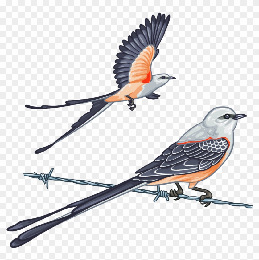 Bird Passerine Scissor-tailed Flycatcher Oklahoma Scissors - Bird Passerine Scissor-tailed Flycatcher Oklahoma Scissors #702099