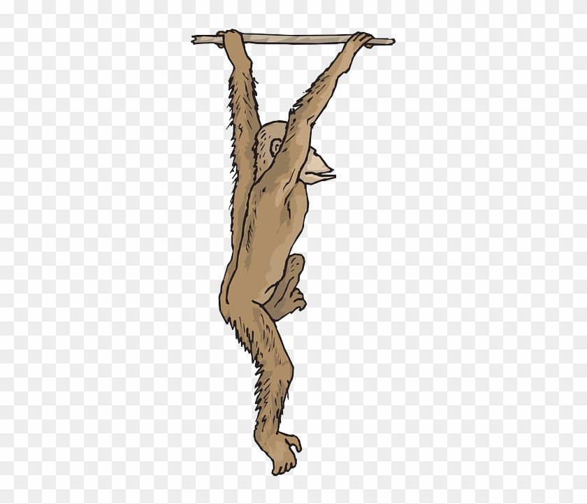Branch, Art, Swinging, Animal, Chimp, Hanging, Fur - Chimp Png Hanging #702167